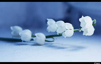 Plants, Flowers, Bluebells HD wallpaper