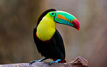 Stunning toucan, Nature's artwork, Colorful feathers, backgrounds HD wallpaper