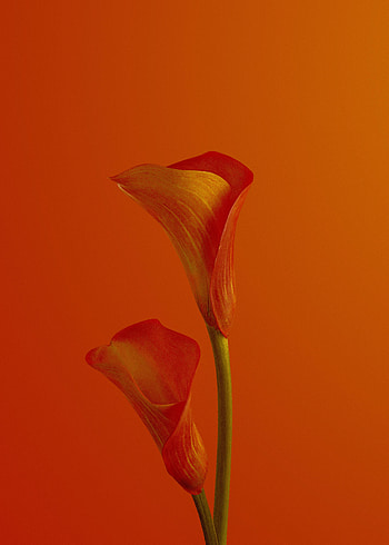 Flowers, Flower, Bloom, Flowering, Calla, Call HD phone wallpaper