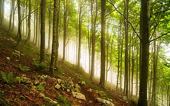 Forest in Italy, Italy, forest, rocks, mountain HD wallpaper