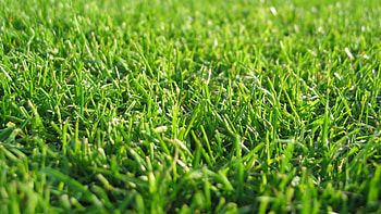 grass lawn, Beautiful light, Ultra , Stunning backdrop HD wallpaper