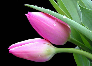 Lovely Pink Tulips, pink, wet, nature, flowers, tulips HD wallpaper