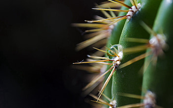 Macro, Dark Background, Drop, Cactus, Prickles, Thorns, Spikes HD wallpaper