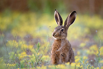 Artistic hare, Beautiful , Nature-inspired design, Visual delight HD wallpaper
