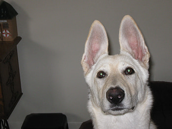 Camie Lee looking up, dogs, puppy, german sheperd HD wallpaper