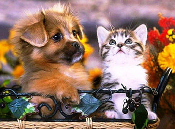 Baby Love, kitten, puppy, animals, other, dogs, cats HD wallpaper