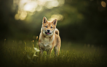 Akita inu dog, walk pets, summer, cute animals HD wallpaper