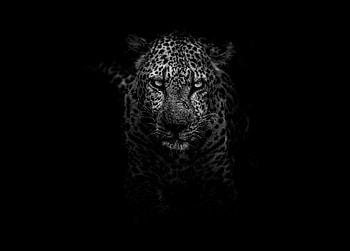 Animals, Leopard, Muzzle, Predator, Bw, Chb HD wallpaper