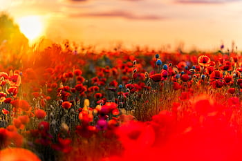 A stunning field of red poppies illuminated by a vibrant sunset, capturing the beauty of summer nature. HD wallpaper