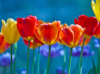Brightly Colored Tulips, tulips, flowers HD wallpaper