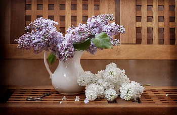 Flowers, Lilac, Branches, Jug, Bench, Scissors HD wallpaper