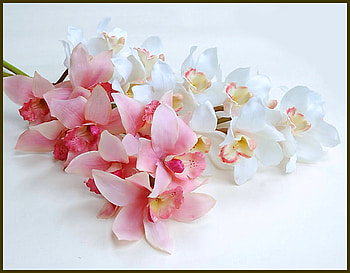 For Marina, pink, white, flowers, beauty HD wallpaper