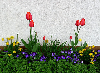 Flowers, Pansies, Tulips, Narcissussi, Greens, Flower Bed, Flowerbed, Wall, Spring HD wallpaper