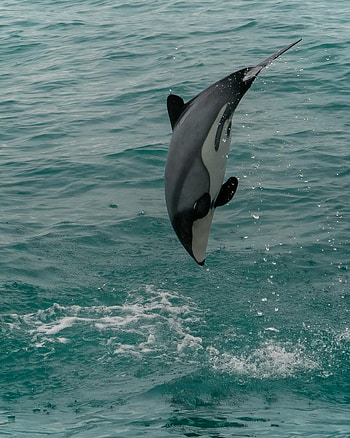 Animals, Splash, Animal, Dolphin, White-Faced Dolphin HD phone wallpaper