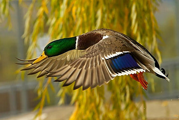He know's where he's going, duck, weeping willow, flight, take off, male, drake HD wallpaper