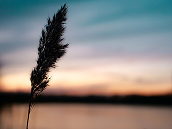 Twilight, Plant, Macro, Dark, Dusk, Spikelet HD wallpaper