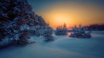 Winter Evening, sky, forest, snow, landscape, trees, colors HD wallpaper