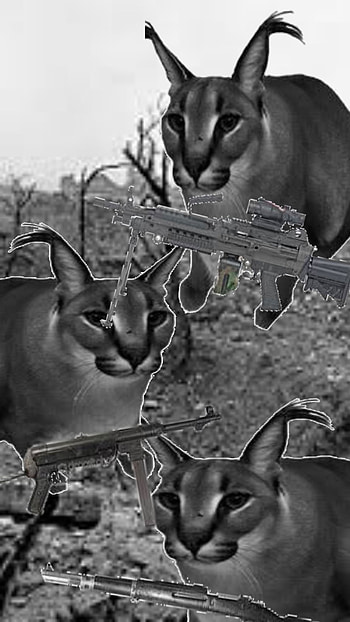 Floppa's revenges, cats, xd HD phone wallpaper