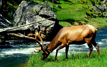 bull elk, river, grazing HD wallpaper