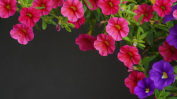 Perfect Petunias, posies, petunias, spring, summer, purple, Firefox theme, pink, blossoms, bright, flowers HD wallpaper