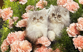 Animals, Flowers, Grass, Fluffy, Kittens HD wallpaper