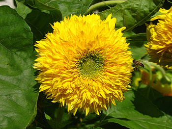 Plants, Flowers HD wallpaper
