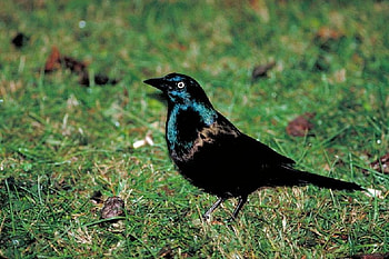 Black-Grackle-Bird, black, bird, , beautiful, grackle HD wallpaper