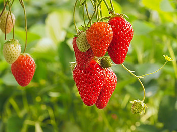 Strawberries, strawberry, green, red, fruit, capsuni HD wallpaper