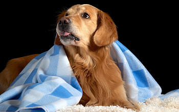 *** HI...***, dog, animal, dogs, animals HD wallpaper