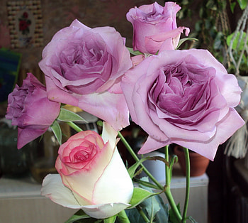 Flowers, Roses, Close-Up, Bouquet HD wallpaper