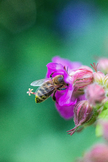 Animals, Flowers, Macro, Bee HD phone wallpaper