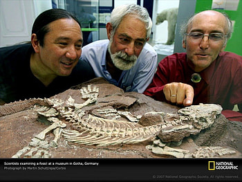 Paleontologists fossil, animal, great, awesome, graphy, , skull, dinosaurs, nice, men, animals, amazing, fossil, national geographic, dinosaur, other, prehistoric, prehistory, cool, paleontology, permian HD wallpaper