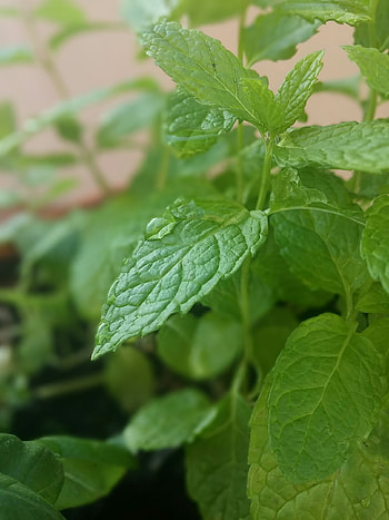 Mint color , Green-themed backgrounds, Color inspiration, Design elements HD phone wallpaper