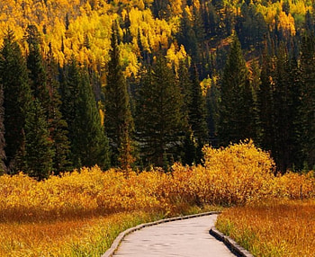 Autumn and Evergreens, field, trees, autumn, nature, mountain HD wallpaper