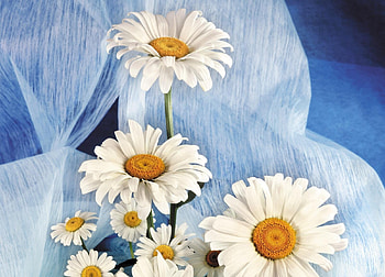 Flowers, Camomile, Bouquet, Snow White HD wallpaper