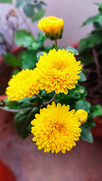 Nature, Flower, Yellow, chrysanthemum HD phone wallpaper