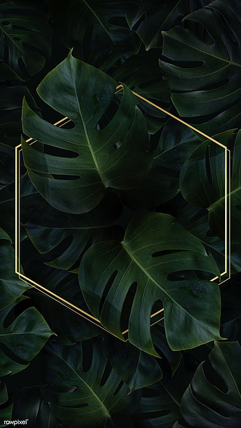 Monstera leaves 2, gold, terrestrial_plant, tropical_plant HD phone wallpaper