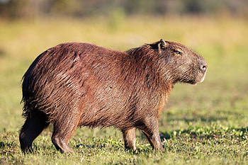 Capybara, Wild Animals HD wallpaper