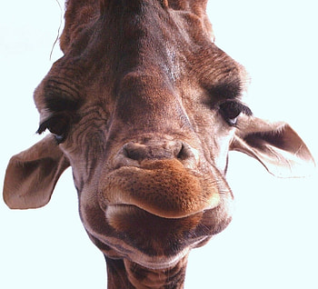 I am trying to figure out the square root of pye, floppy ears, young giraffe, funny face, curious HD wallpaper