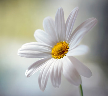 Pretty flower, White, Flower, Daisy, Petals HD wallpaper