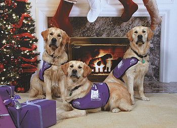 Adopt A Puppy This Christmas!, adopt, presents, christmas, puppies, christmas tree HD wallpaper
