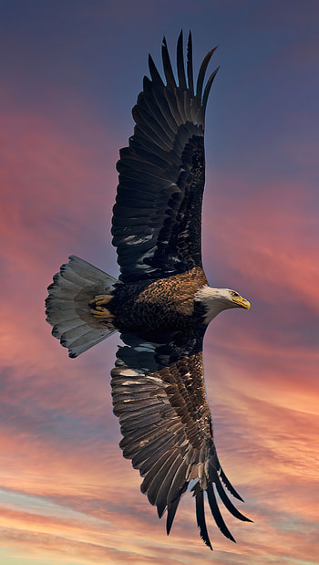 Bald Eagle, Open wings , ultra , Captivating view HD phone wallpaper