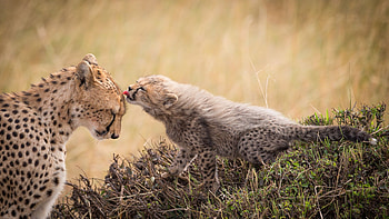Mother and cub, Cheetah HD wallpaper