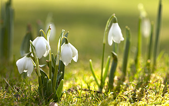 Plants, Flowers HD wallpaper