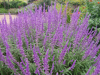 Pretty sage, graphy, garden, salvia, purple, mint, nature, flowers, sage, herbs HD wallpaper