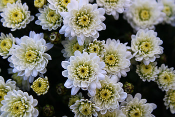 White, Chrysanthemum, flowers HD wallpaper