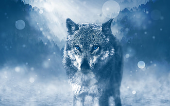 Wild Wolf HD wallpaper