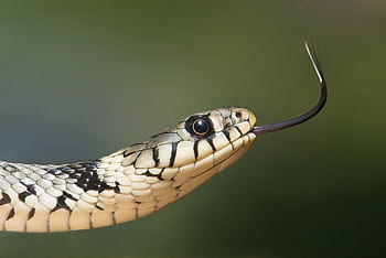 Macro shot of a grass snake showcasing its forked tongue and detailed scales. HD wallpaper