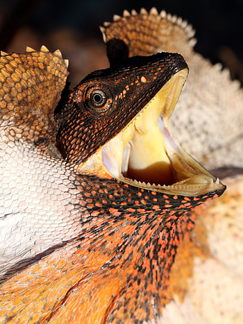 frill-necked lizard , High-quality , Lizard beauty, variety HD phone wallpaper