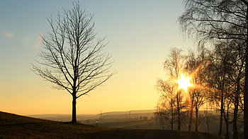 Nature, Trees, Sunset, Shine, Light HD wallpaper